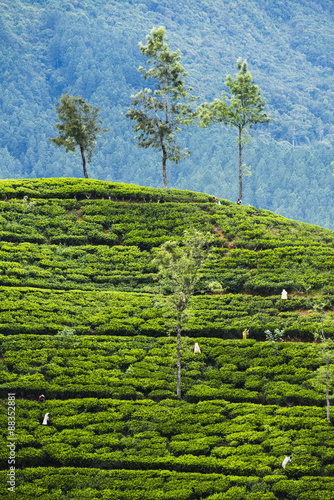 Tea pluckers working at a tea plantation in the the Central Highlands, Nuwara Eliya District, Sri Lanka photo