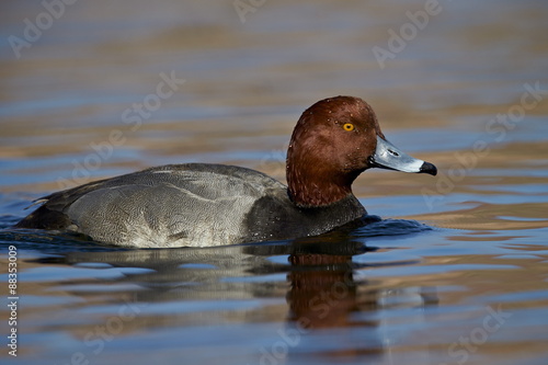 Redhead (Aythya americana) swimming, Clark County, Nevada photo