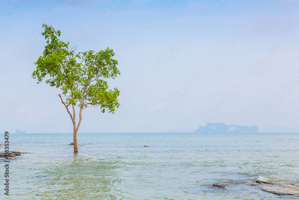 lonely tree on the  Sea
