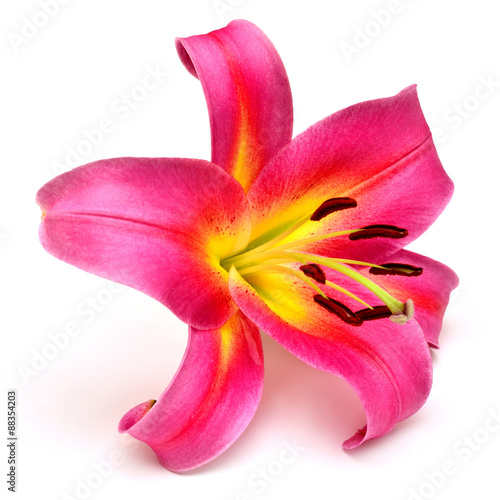 Fototapeta Naklejka Na Ścianę i Meble -  Pink lily flower