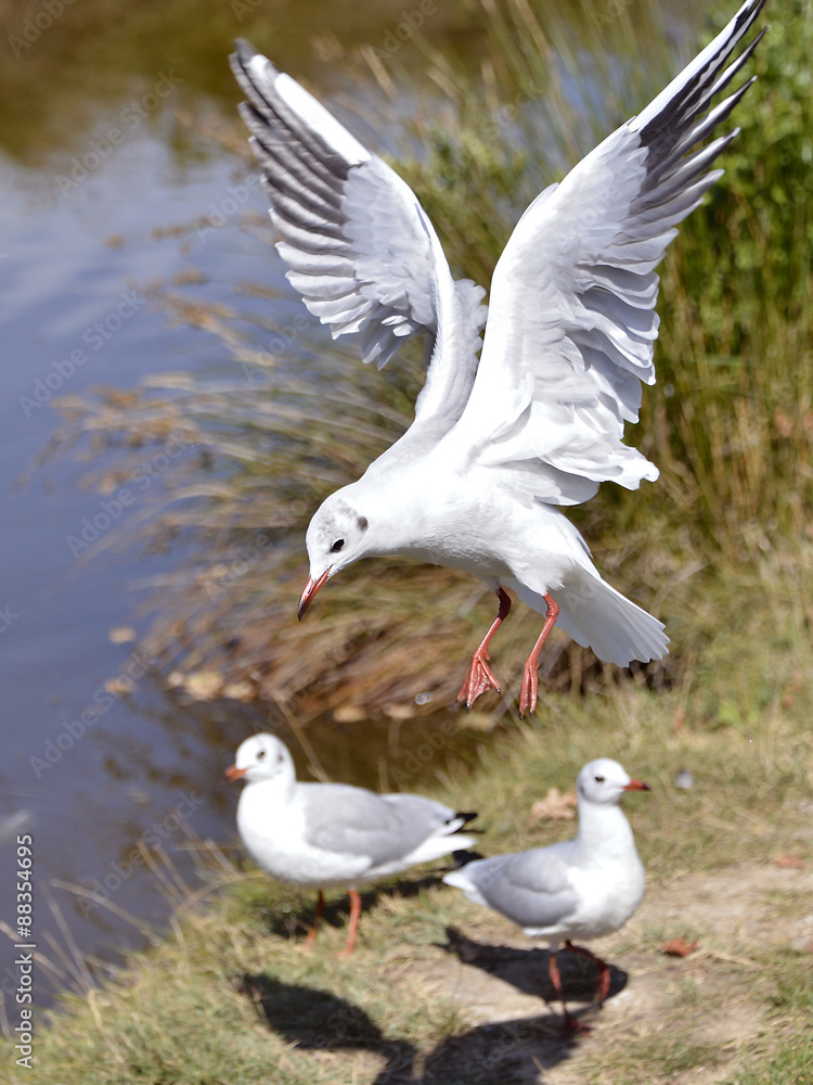 Obraz premium Black-headed Gull in flight
