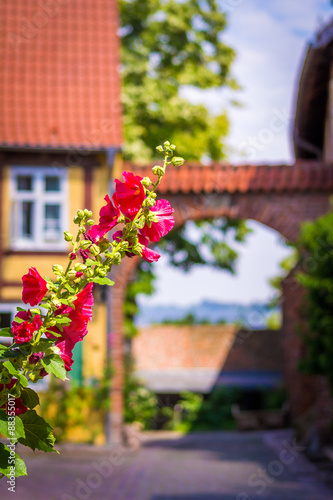 Stockrose in Stralsund photo