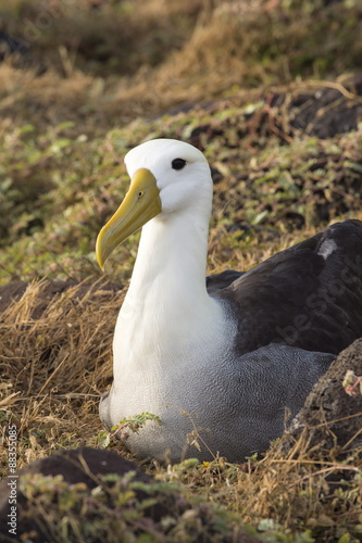 Waved albatross (Phoebastria irrorata ), Hispanola Island, Galapagos, Ecuador  photo