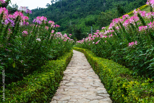 Footpath in the garden with beautiful flower