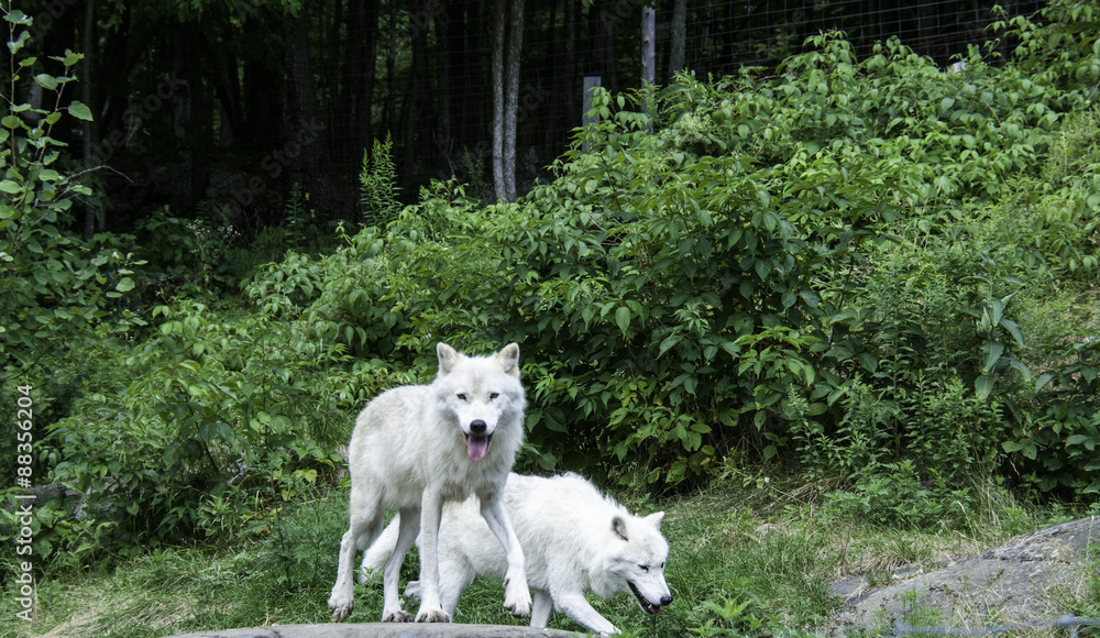 artic wolves artic wolves