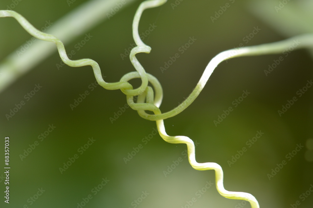 Obraz premium vrille végétale