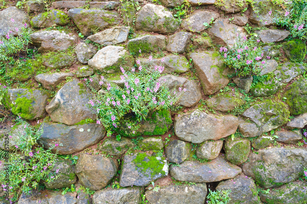 Stone wall with small flower