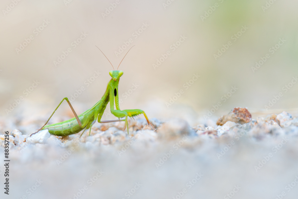 European mantis European mantis