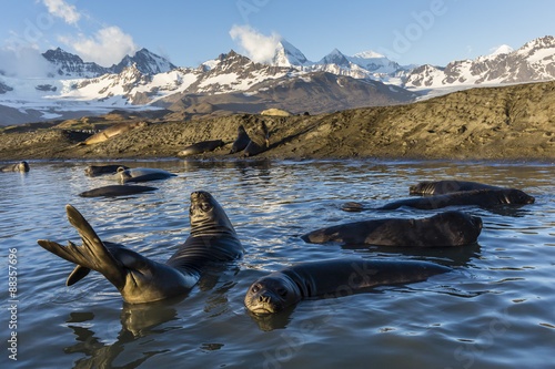 Southern elephant seal pups (Mirounga leonina), in melt water pond, St. Andrews Bay, South Georgia