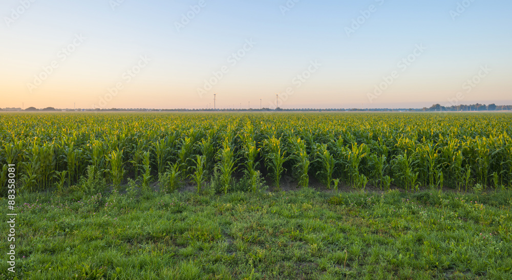 Corn growing on field at sunrise in summer 