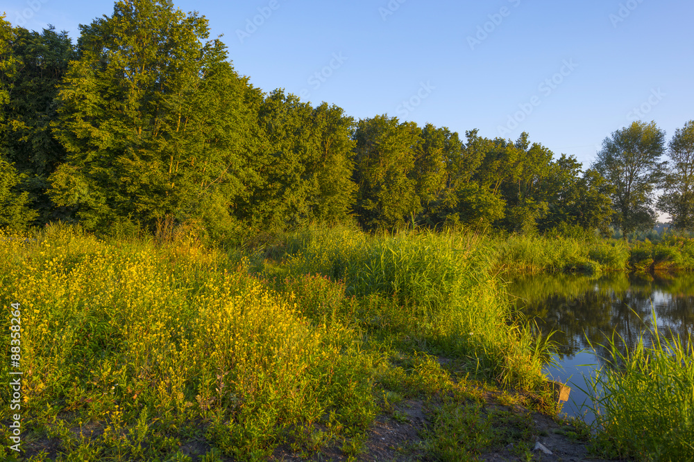 The shore of a lake at sunrise in summer