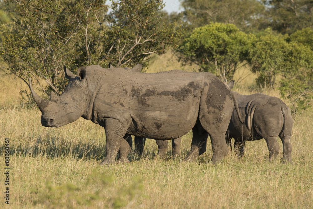 Mother and young white rhino, Kruger National Park Mother and young white rhino, Kruger National Park