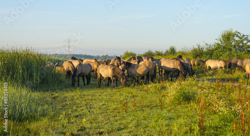 Herd of wild horses along a the shore of a lake in summer