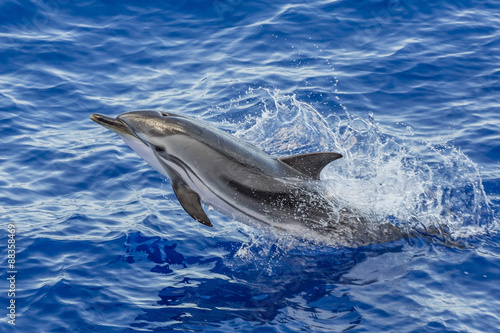 Adult striped dolphin (Stenella coeruleoalba) leaping near La Gomera, Canary Islands, Spain, Atlantic photo
