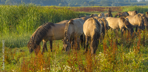 Herd of wild horses along a the shore of a lake in summer