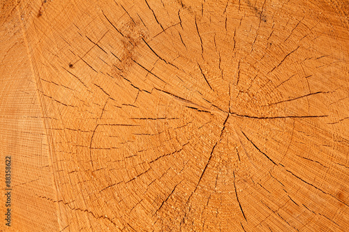 Close up cross section of tree trunk showing growth rings, texture