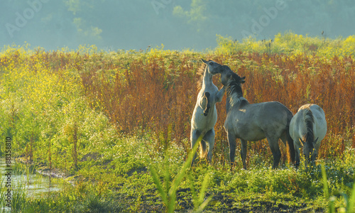 Fototapeta Naklejka Na Ścianę i Meble -  Prancing horses along the shore of a lake in summer