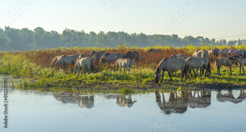 Herd of wild horses along the shore of a lake in summer