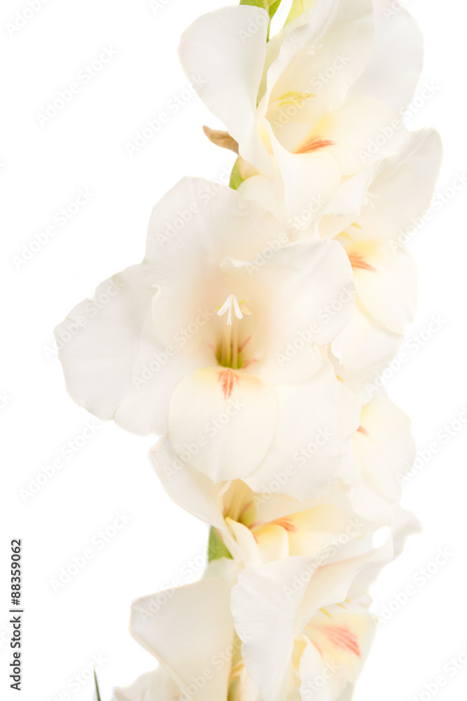 Fototapeta premium gladiolus flower