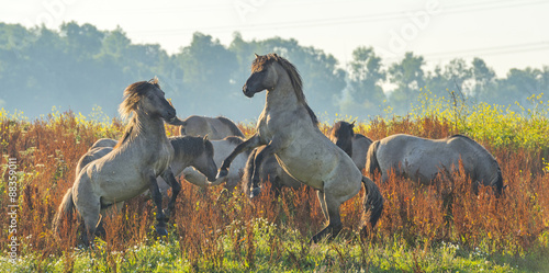 Prancing horses along the shore of a lake in summer