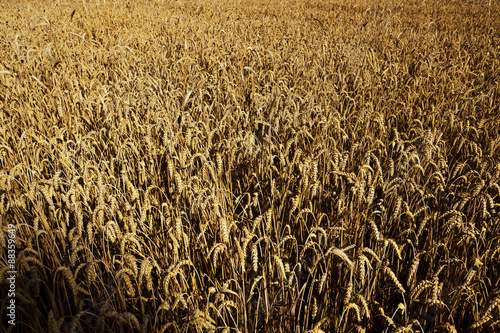 Cereals on the field