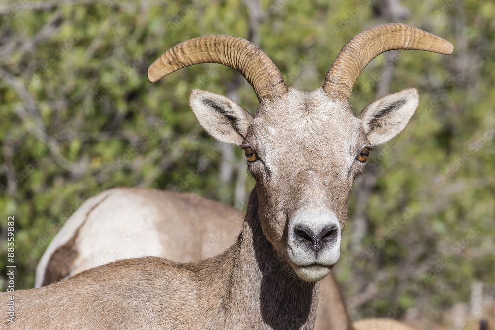 Adult desert bighorn sheep (Ovis canadensis), Zion National Park, Utah Adult desert bighorn sheep (Ovis canadensis), Zion National Park, Utah