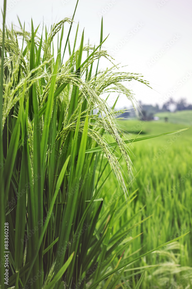 Fototapeta premium Rice cultivation