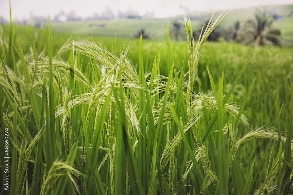 Fototapeta premium Rice cultivation