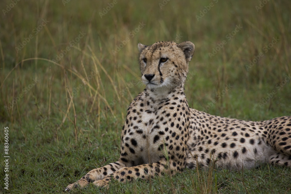 Cheetah (Acinonyx jubatus), Masai Mara National Reserve, Kenya Cheetah (Acinonyx jubatus), Masai Mara National Reserve, Kenya