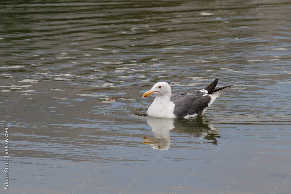 The California Gull on the Water at Malibu Beach in August The California Gull on the Water at Malibu Beach in August