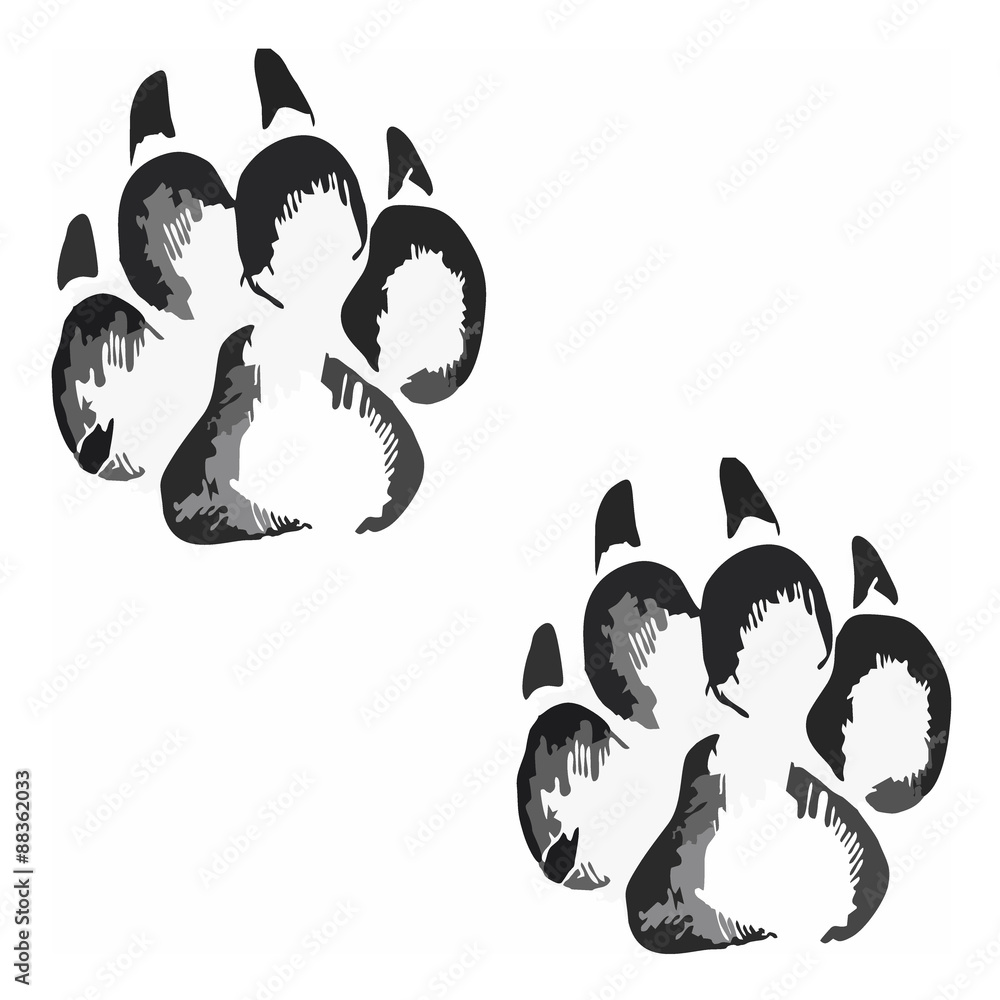 Obraz premium Footprints of a big cat4-vector 