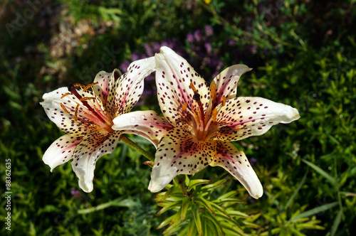 Fototapeta Naklejka Na Ścianę i Meble -  лилии