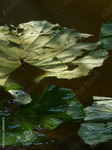 Grüne Blätter auf der Wasseroberfläche des Wiembecketeich im Sommer bei Sonnenschein bei den Externsteinen in Horn-Bad Meinberg bei Detmold im Teutoburger Wald in Ostwestfalen-Lippe photo