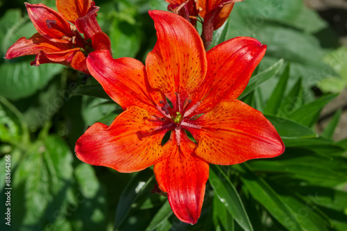 Red lily flowers in the garden.