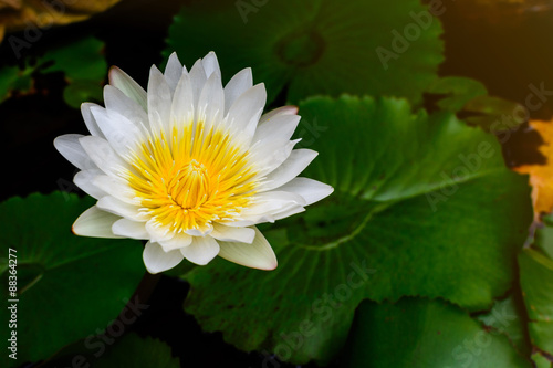 Beautiful White lotus  water lily 