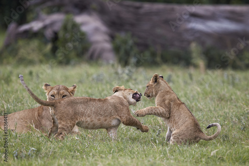 Lion (Panthera Leo) cubs playing, Ngorongoro Crater, Tanzania 