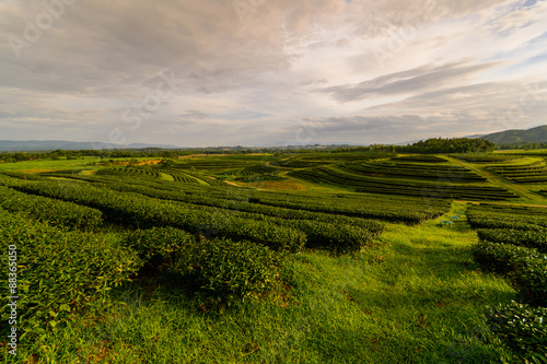 Tea plantation landscape