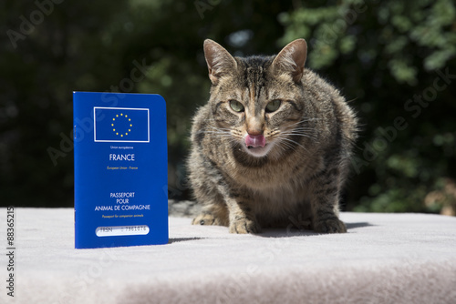 Schilderij op canvas Portrait of a cat with her Pet Passport issued in the EU