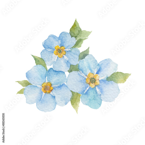 Forget-me-not flowers isolated on white background. Vector.