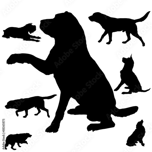 silhouette of dogs
