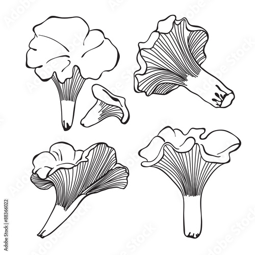 Chanterelle. Vector set of hand drawn mushrooms.
