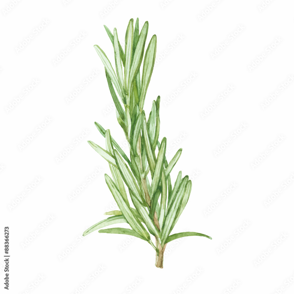 Rosemary  isolated on white background. Vector, watercolor.