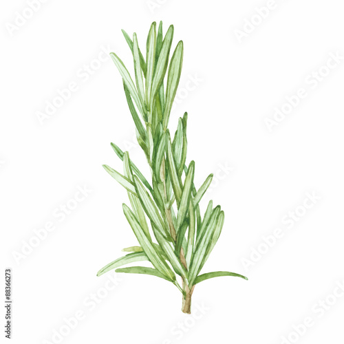 Rosemary  isolated on white background. Vector, watercolor.