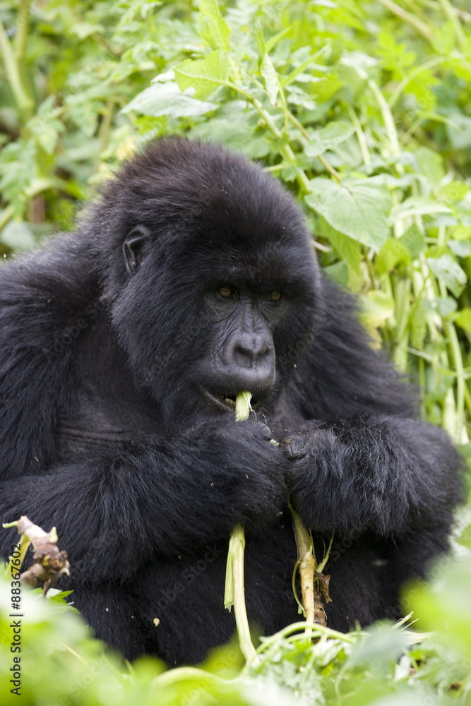 Mountain gorilla (Gorilla gorilla beringei), Kongo, Rwanda Mountain gorilla (Gorilla gorilla beringei), Kongo, Rwanda