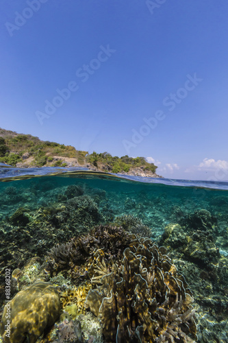 Underwater reef system of the Marine Reserve on Moya Island, Nusa Tenggara province, Indonesia #88368202