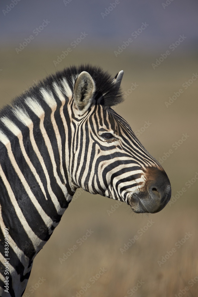 Common zebra (Plains zebra) (Burchell's zebra) (Equus burchelli), Mountain Zebra National Park Common zebra (Plains zebra) (Burchell's zebra) (Equus burchelli), Mountain Zebra National Park