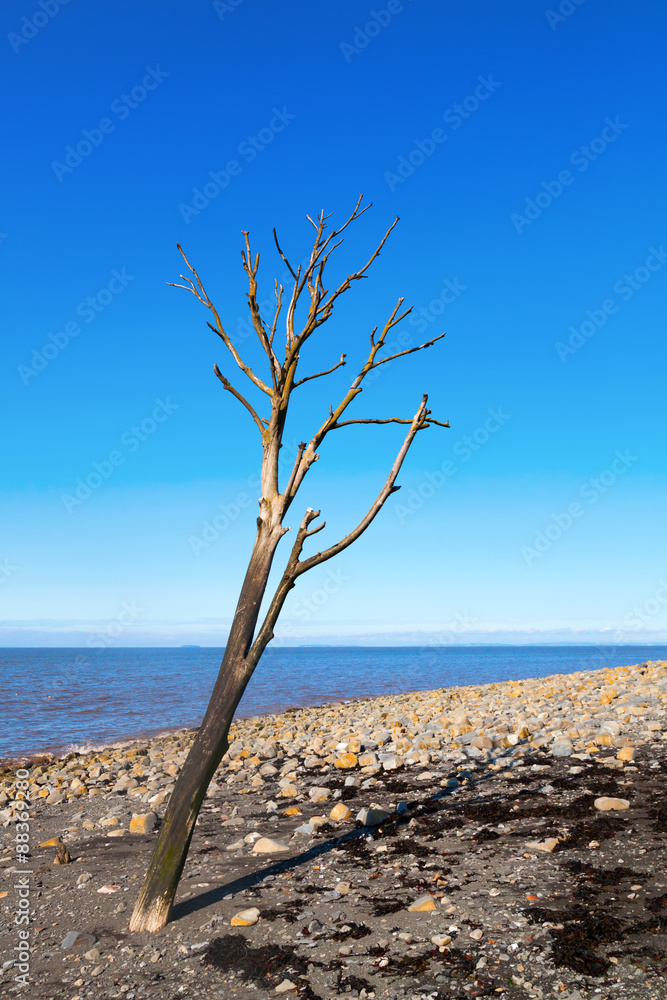 abgestorbener Baum am Strand in Somerset, England abgestorbener Baum am Strand in Somerset, England