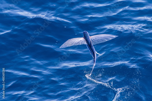 Flying fish from the family Exocoetidae taking flight near White Island, North Island, New Zealand
