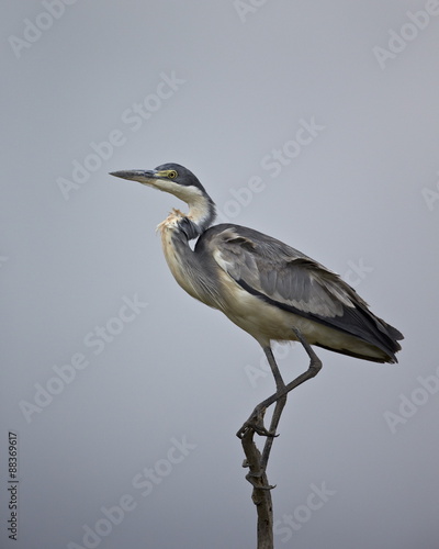 Gray heron (grey heron) (Ardea cinerea), Serengeti National Park, Tanzania  photo