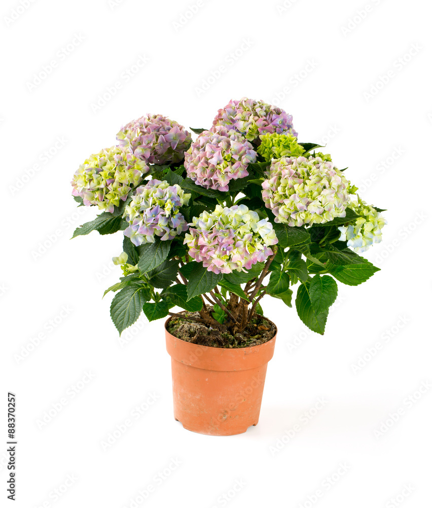 hydrangea isolated on white hydrangea isolated on white